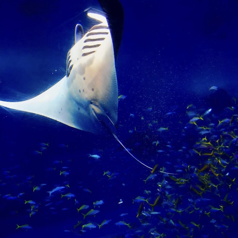 �����ݔ��E�f���ݔ��@�~���[�W�A���E���p�فE������